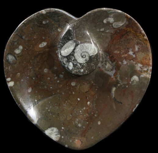 Heart Shaped Fossil Goniatite Dish #39379